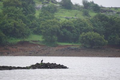 Scenic view of river by trees on landscape