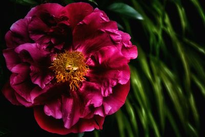 Close-up of pink flowers