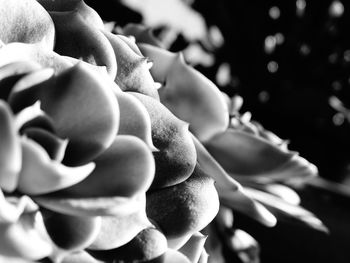 Close-up of vegetables