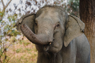 indian elephant