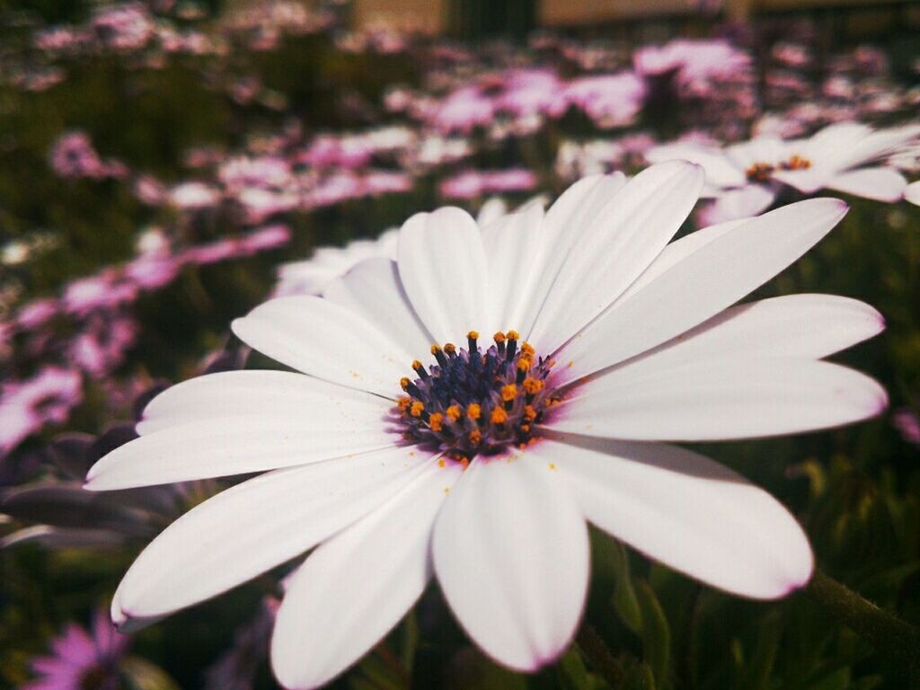 flower, petal, freshness, flower head, fragility, growth, beauty in nature, close-up, pollen, focus on foreground, blooming, nature, plant, in bloom, white color, stamen, daisy, day, outdoors, no people