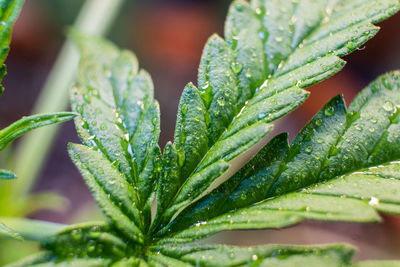 Close-up of wet plant leaves