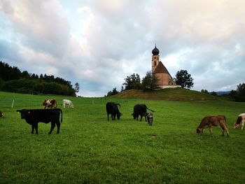 Horses grazing in a field