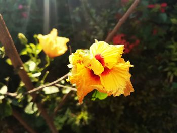 Close-up of yellow flower