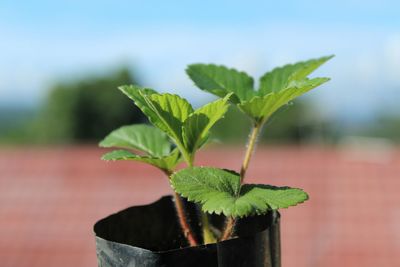 Close-up of potted plant