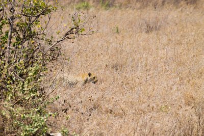 View of a cat on ground