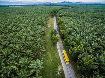 The road inside palm oil tree or plantation in the regency of luwu timur, south sulawesi, indonesia