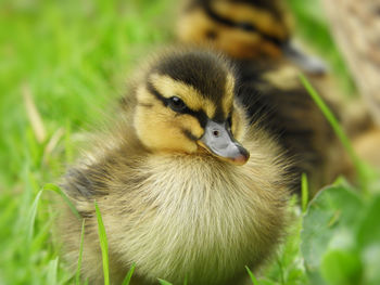 Close-up of a bird