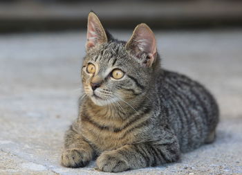 Close-up portrait of tabby cat