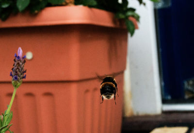 Close-up of bumblebee flying by terracotta pot