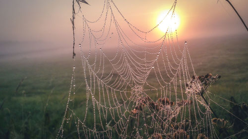 Close-up of wet spider web against sky during sunset