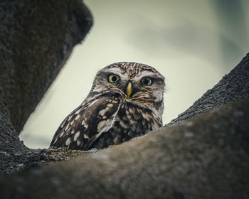 Close-up portrait of a bird