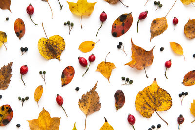 High angle view of leaves on white background