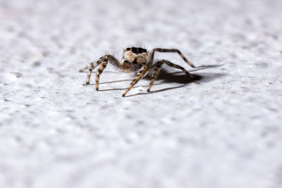 Close-up of spider