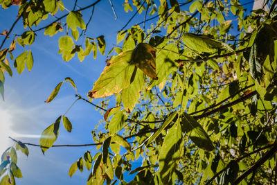 Low angle view of insect on tree against sky