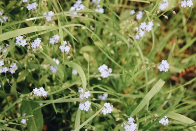 Close-up of flowers blooming outdoors