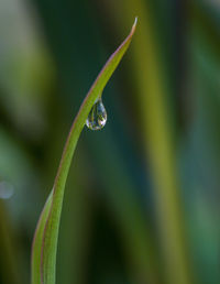 Close-up of raindrops on leaf