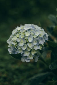 Close-up of purple flowering plant