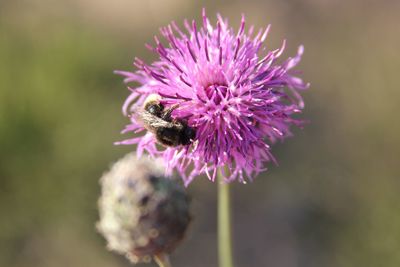 Close-up of bee pollinating on purple flower