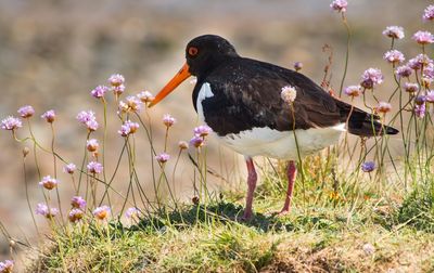 Close-up of a bird on field