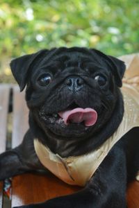 Close-up portrait of a dog