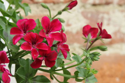 Close-up of red flowering plant