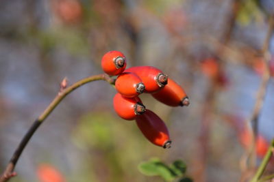 Close-up of red berries on tree