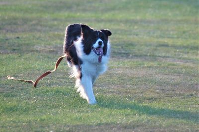 Dog running in grass