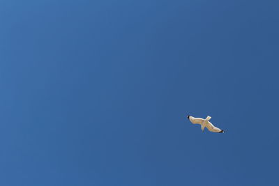 Low angle view of seagull flying against clear blue sky