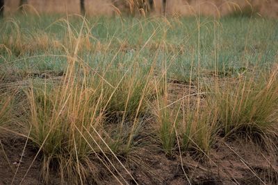 Scenic view of grass on field by lake