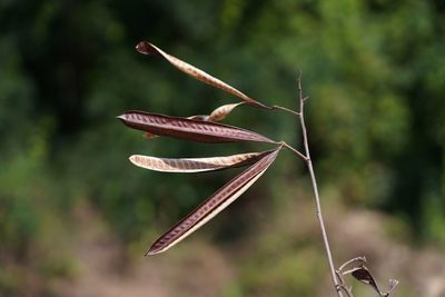 Close-up of plant