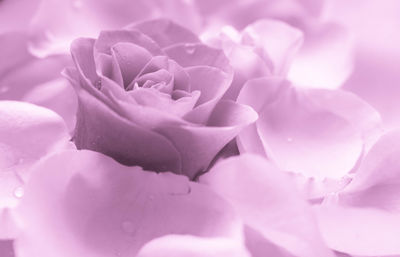 Close-up of pink rose flower