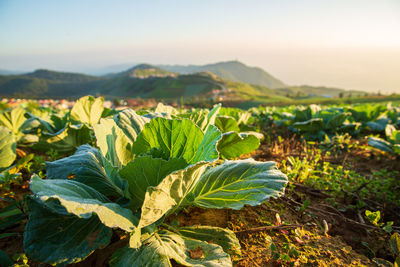 Close-up of kale in the field on the mountain in the morning, phetchabun, thailand.