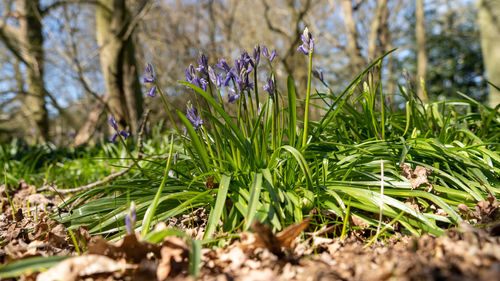 Close-up of purple flowering plants on field