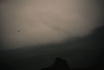 Low angle view of bird flying in sky