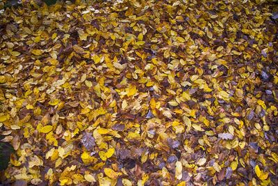 Close-up of maple leaves fallen in autumn