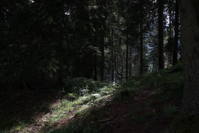 Trees in forest