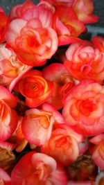 Close-up of roses