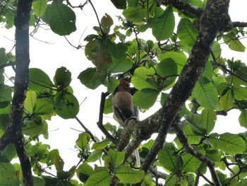 Low angle view of monkey on tree