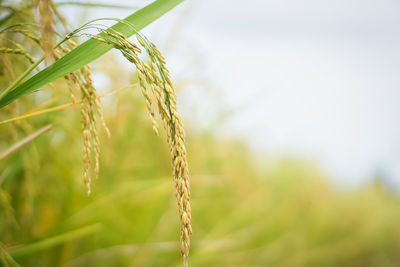 Close-up of stalks against blurred background