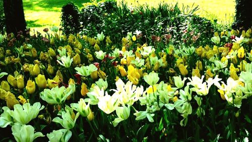 Close-up of flowers