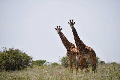 View of giraffe on grassland field against sky