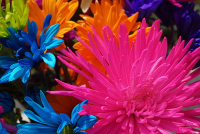 Close-up of purple flower