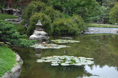 Water lily in lake