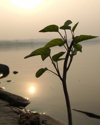 Close-up of plant against sea during sunset