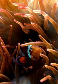 Close-up of fish swimming in aquarium