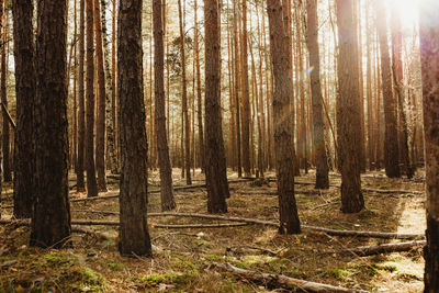 Pine trees in forest