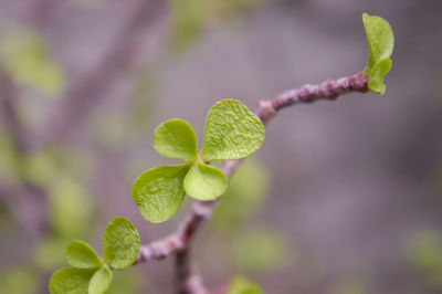 Close-up of fresh green plant leaves