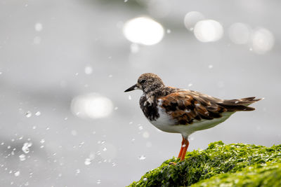 Close-up of bird perching on a lake