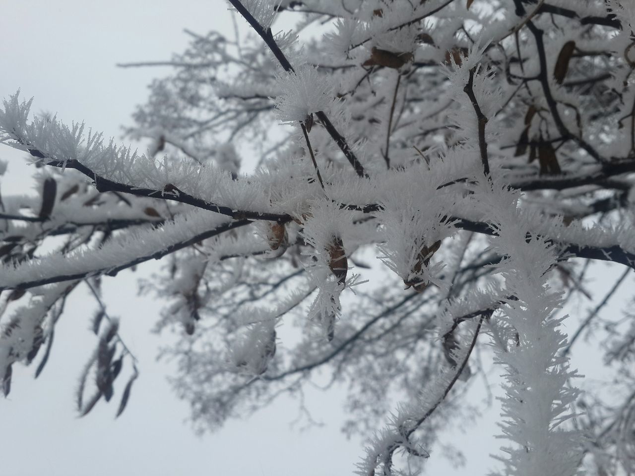 branch, winter, cold temperature, tree, snow, bare tree, nature, tranquility, frozen, season, weather, beauty in nature, water, day, growth, outdoors, twig, low angle view, sky, tranquil scene